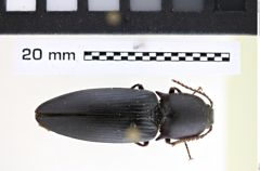 Foto (Dorsalansicht) von Anthracalaus agrypnoides (NHMW-ZOO-COL-0008172)